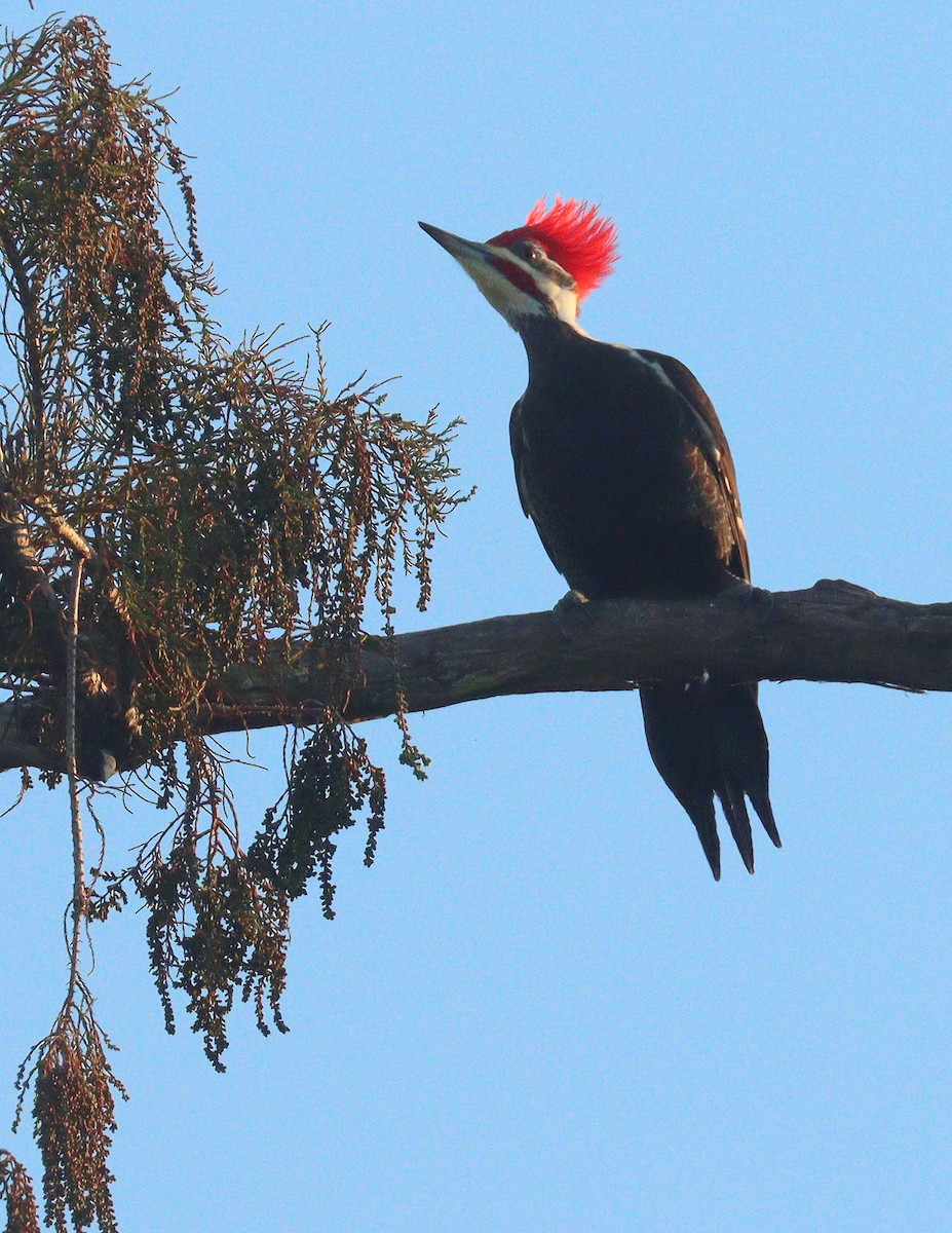 Pileated Woodpecker - ML646851188