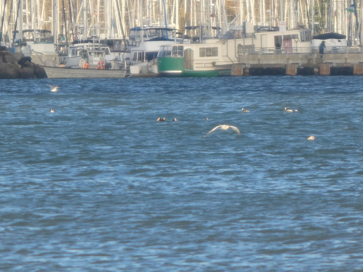 Пестроносый турпан - ML646851190