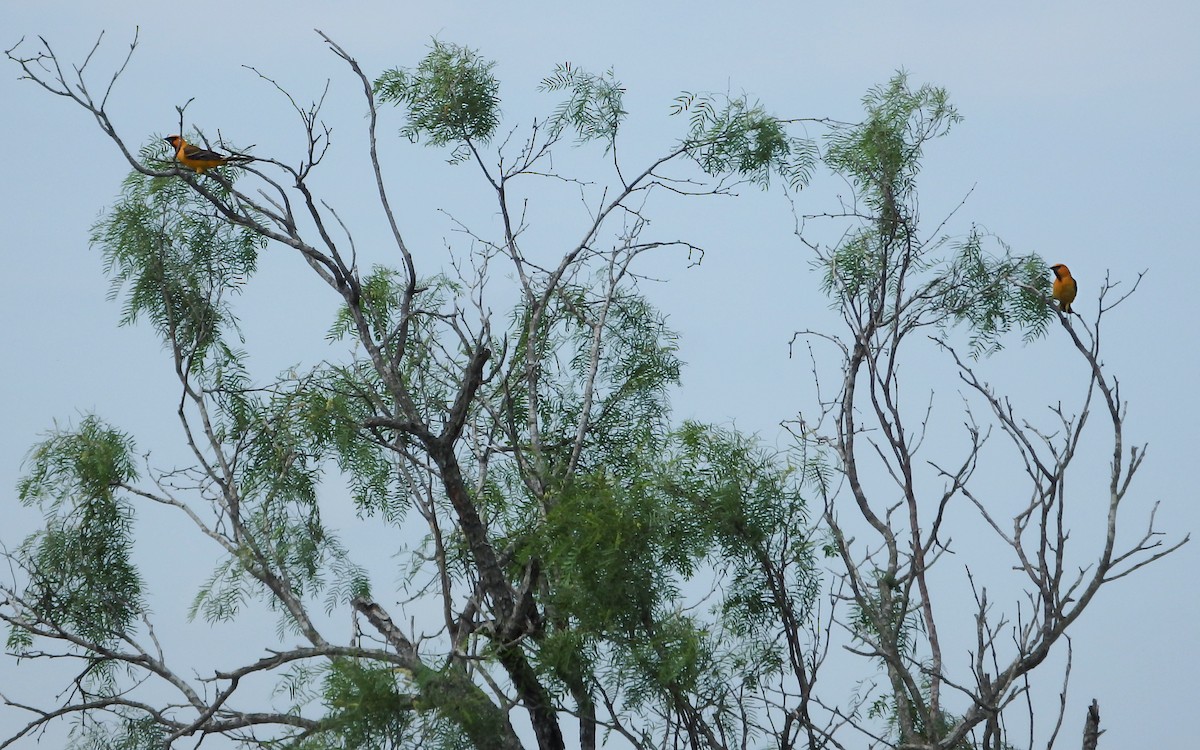 eldoradotrupial - ML646851193