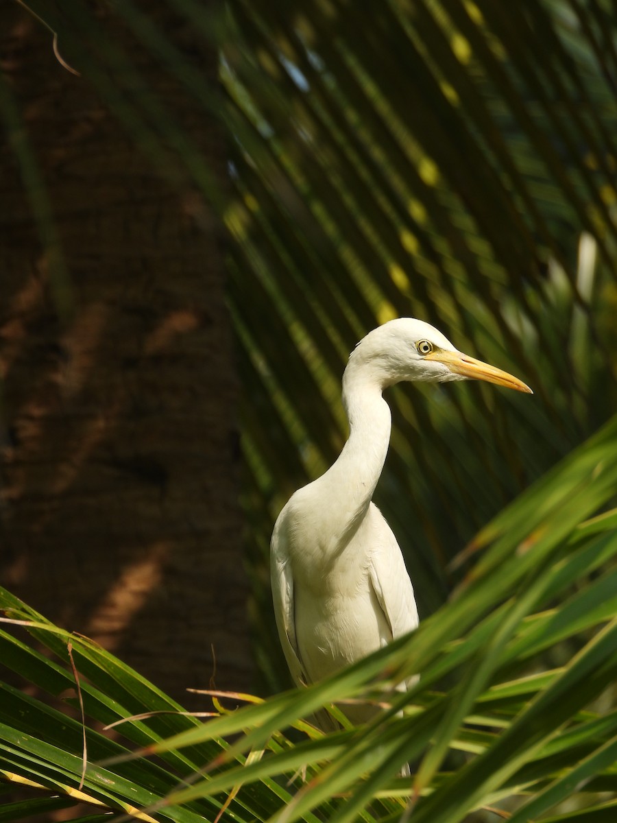 Eastern Cattle-Egret - ML646851195