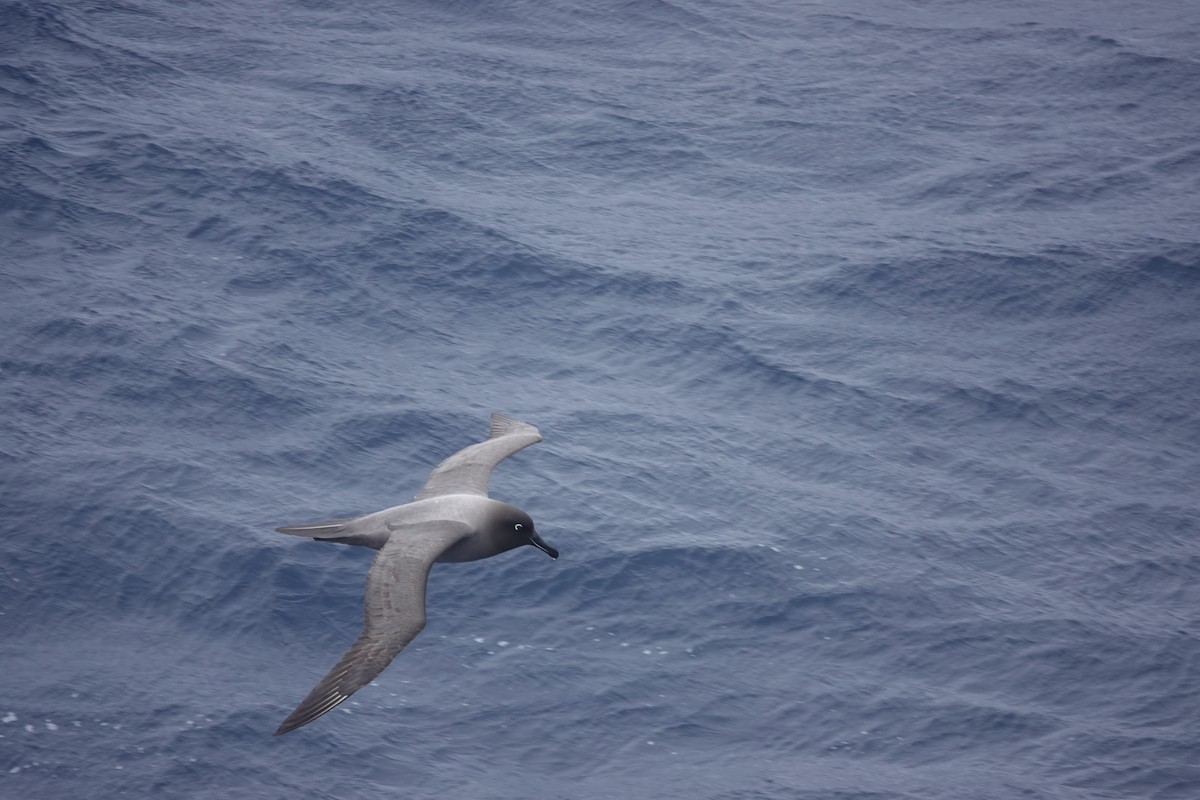 Light-mantled Albatross - ML646851196