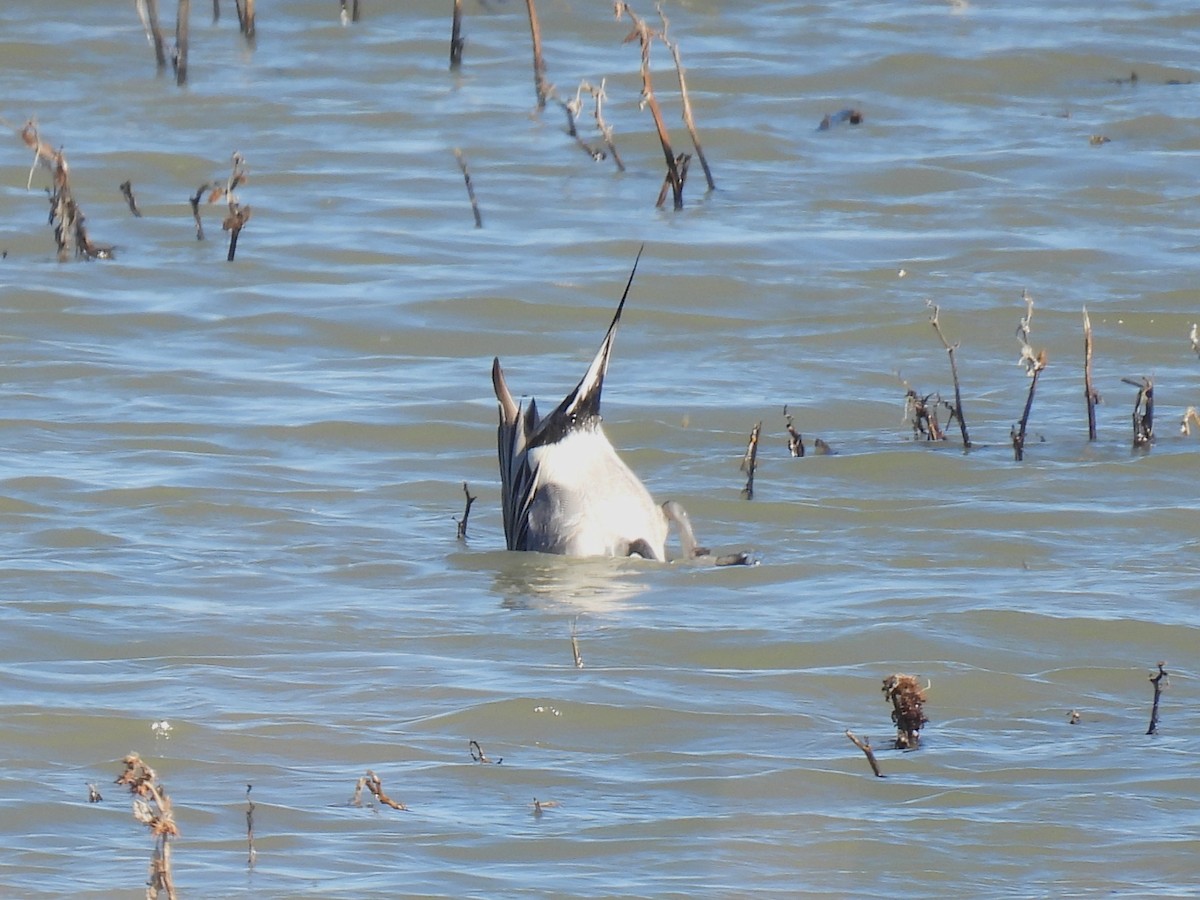 Шилохвіст північний - ML646851197