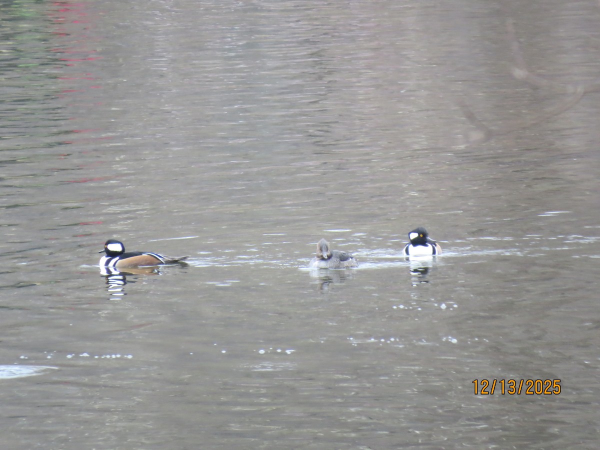 Başlıklı Tarakdiş - ML646851198