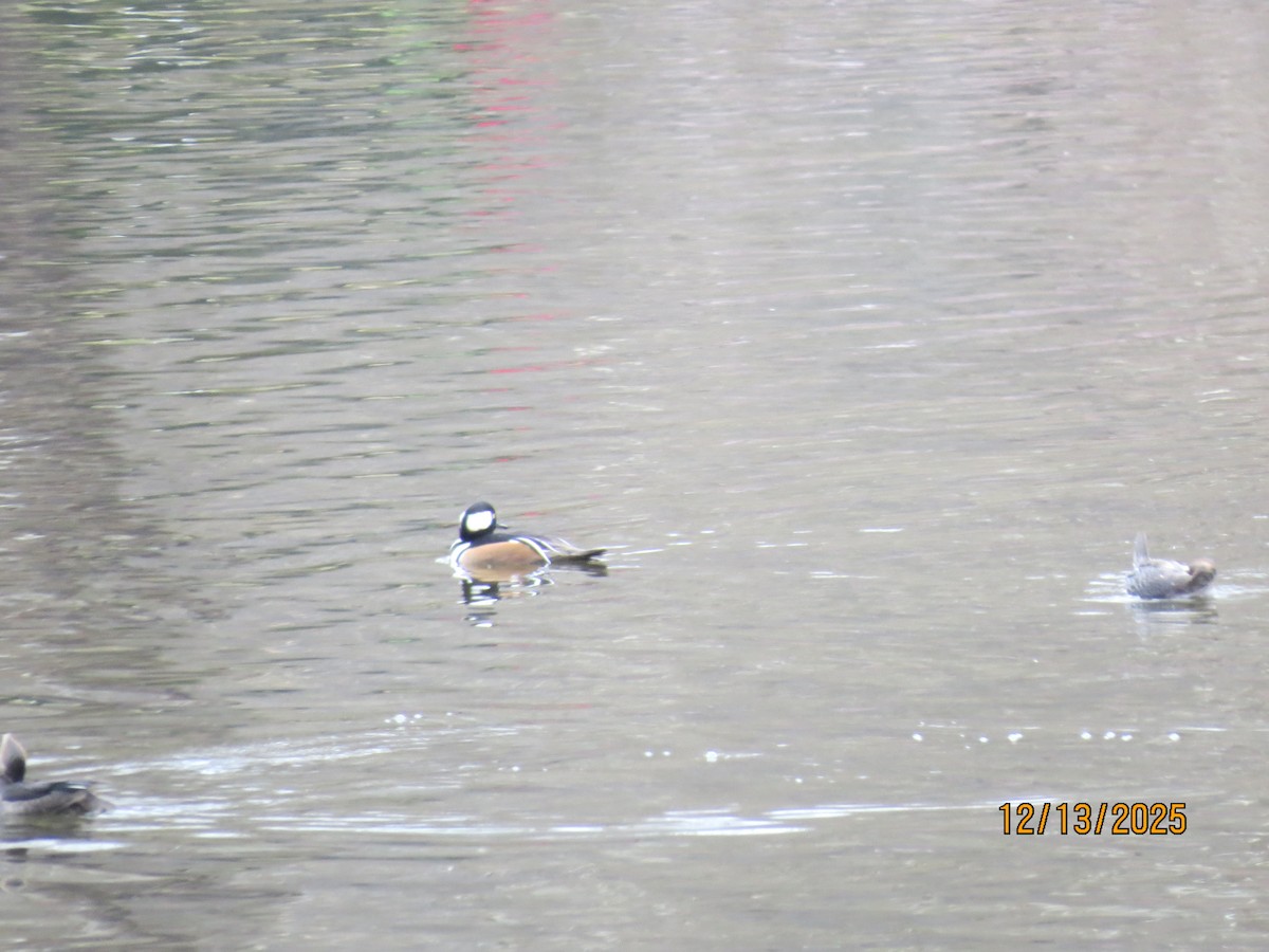 Başlıklı Tarakdiş - ML646851199