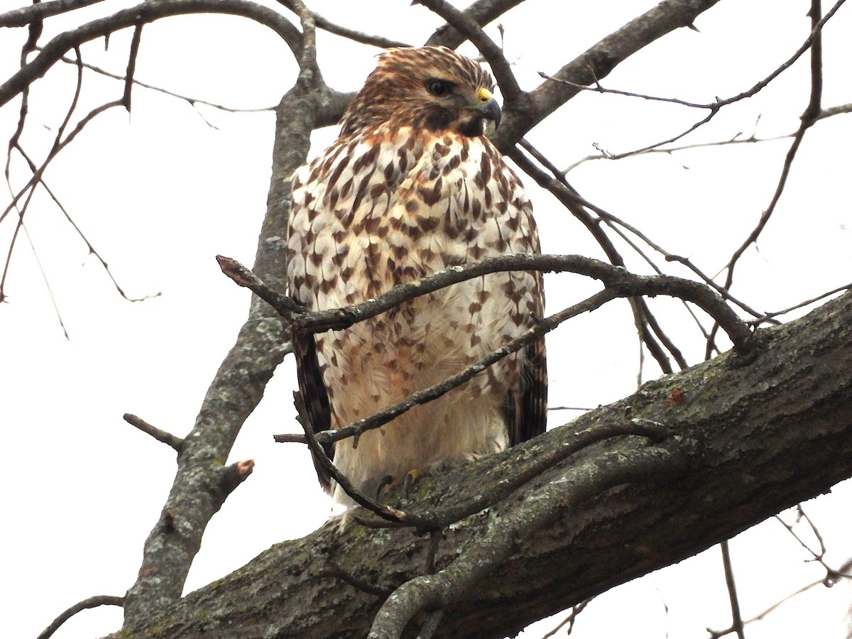 Red-shouldered Hawk - ML646851202