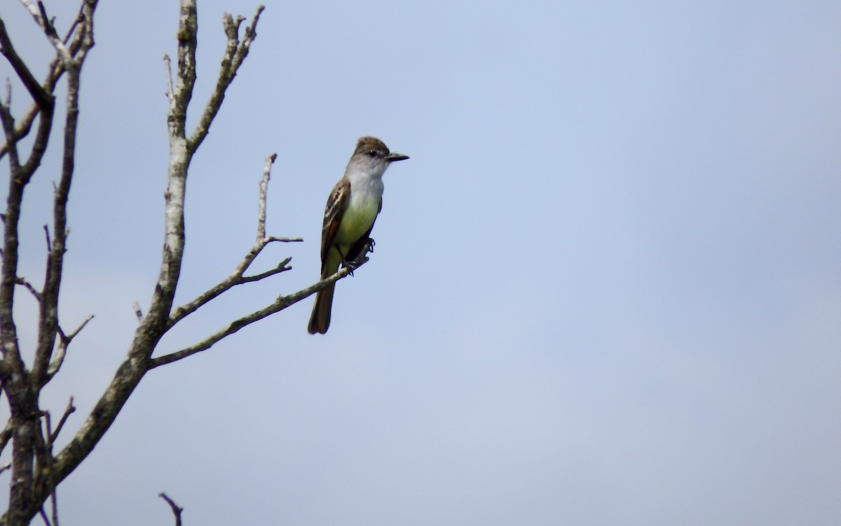 mayakongetyrann - ML646851204