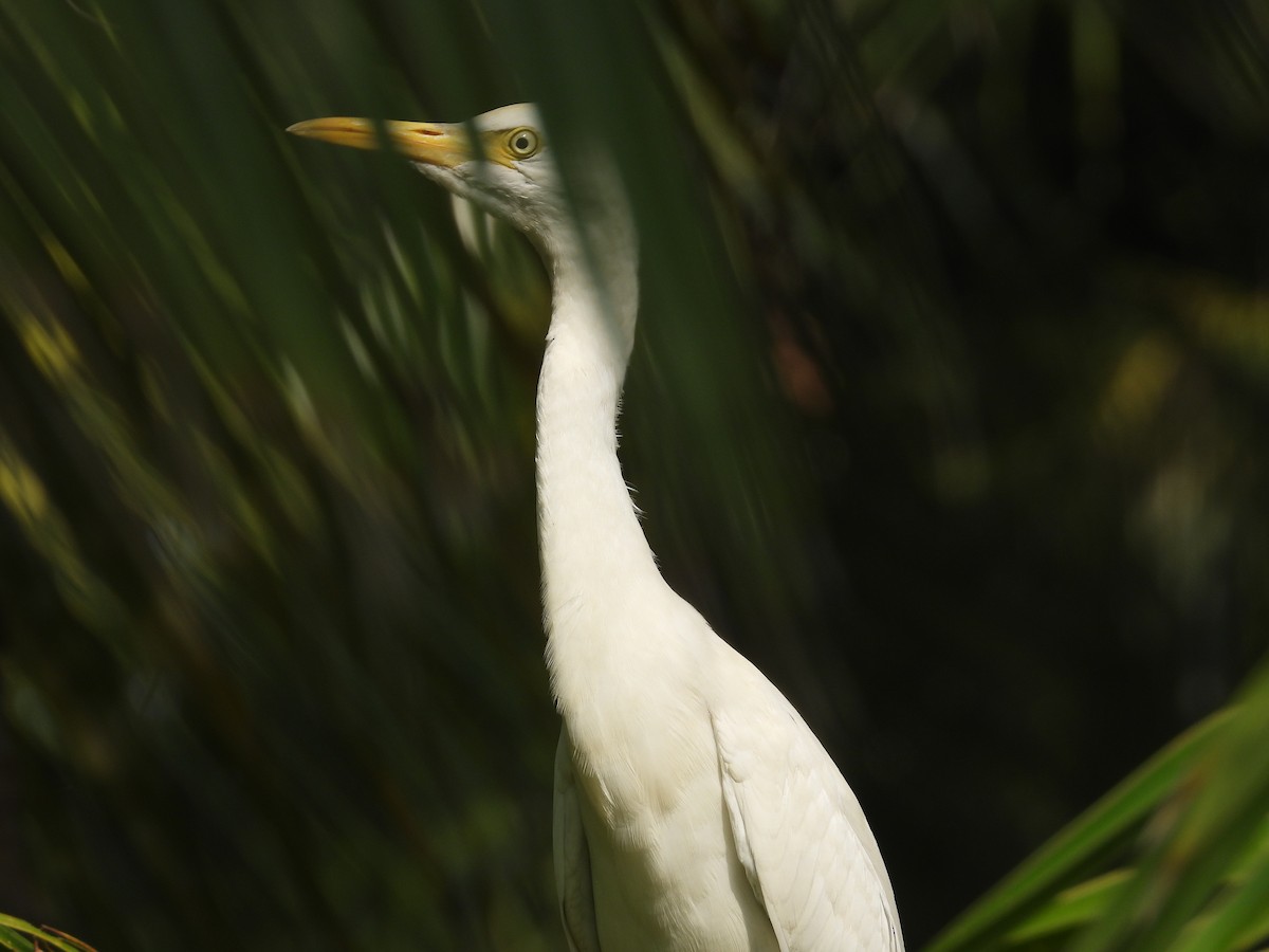 Eastern Cattle-Egret - ML646851206