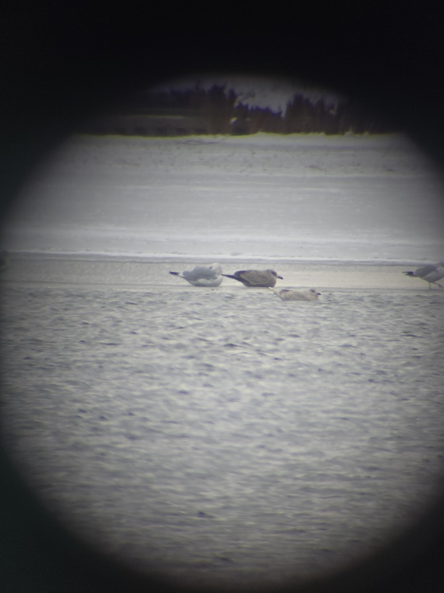 grønlandsmåke - ML646851207