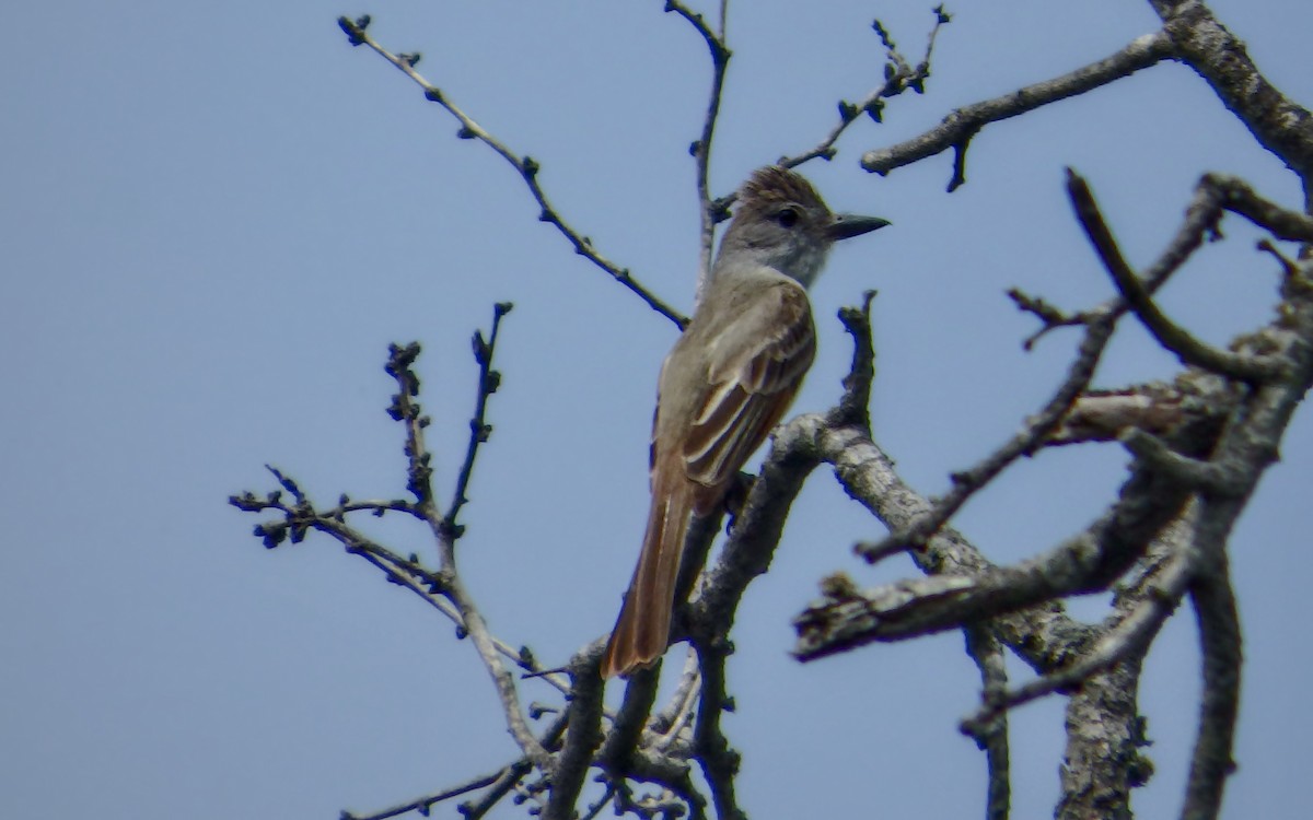 mayakongetyrann - ML646851208