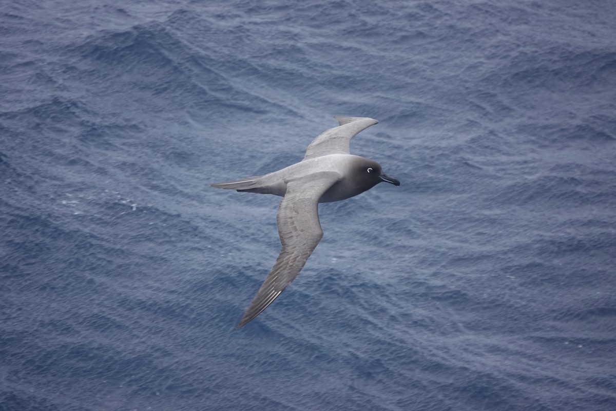 Light-mantled Albatross - ML646851210