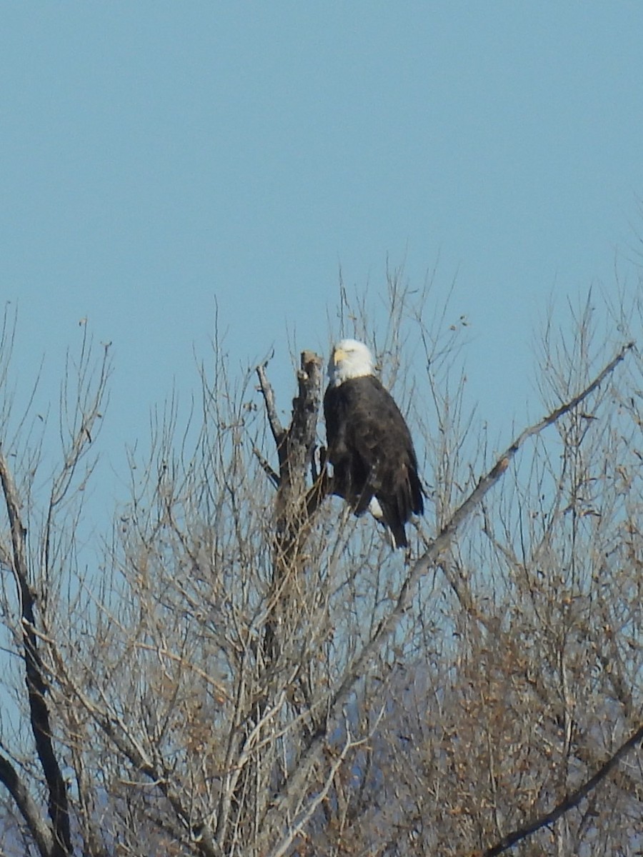 Орлан білоголовий - ML646851213