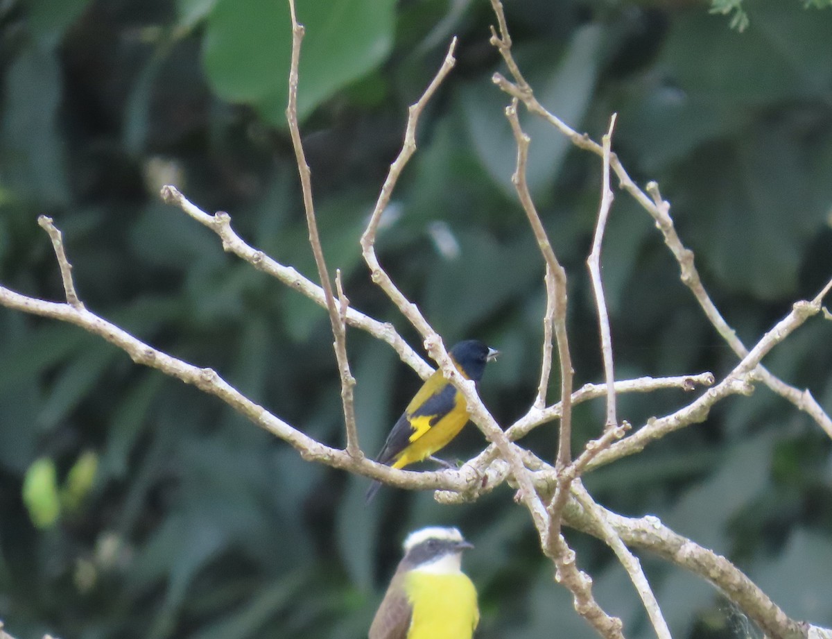 Black-headed Siskin - ML646851216
