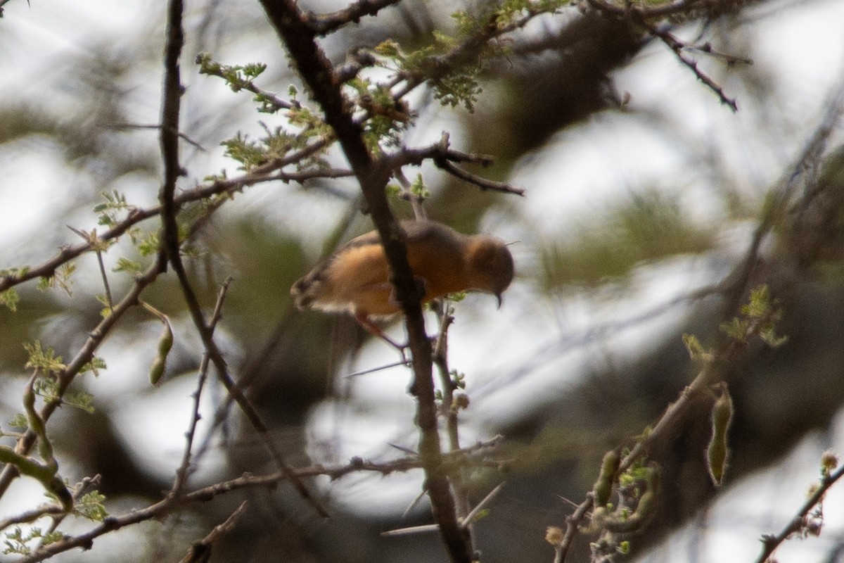 Red-faced Crombec - ML646851220