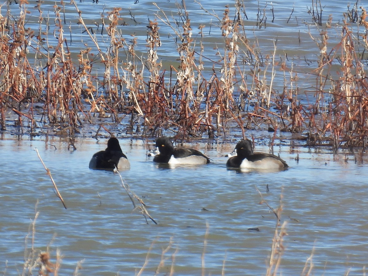 Чернь канадська - ML646851222