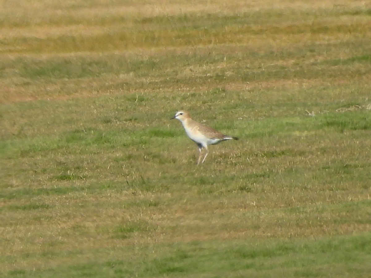 Mountain Plover - ML646851223