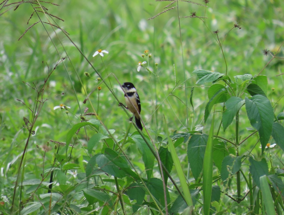 Morelet's Seedeater - ML646851226