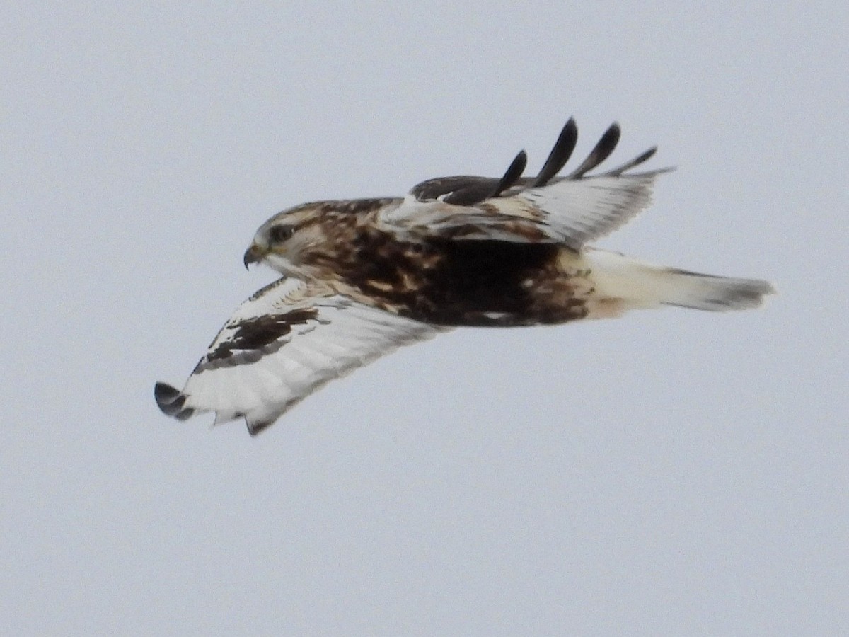 עקב מכנסיים - ML646851227