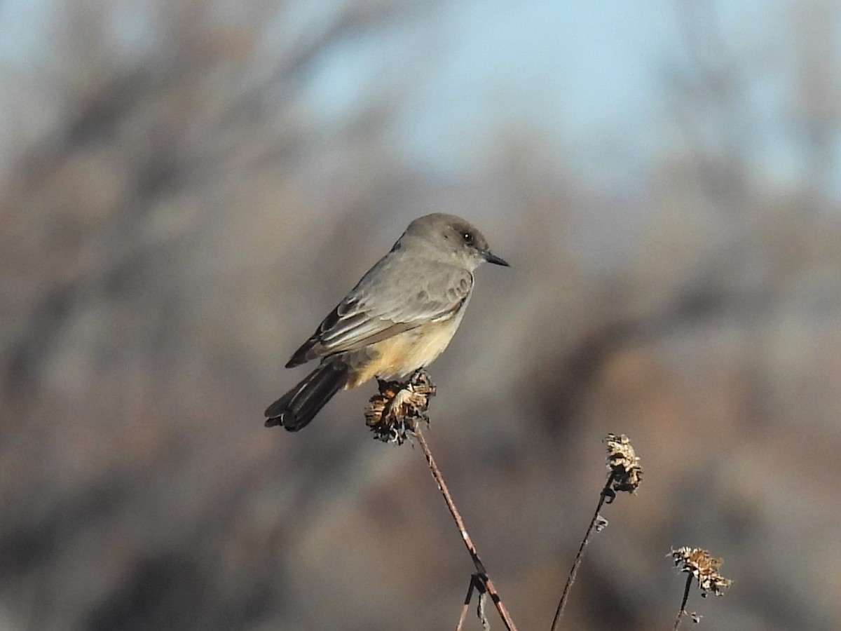 Феб великий - ML646851249
