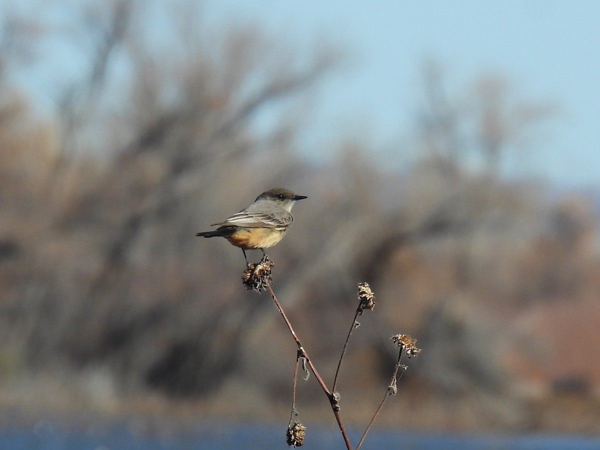 Феб великий - ML646851250