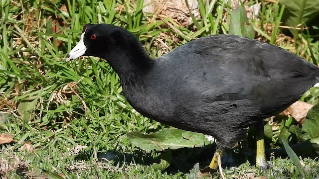 Американская лысуха - ML646851251