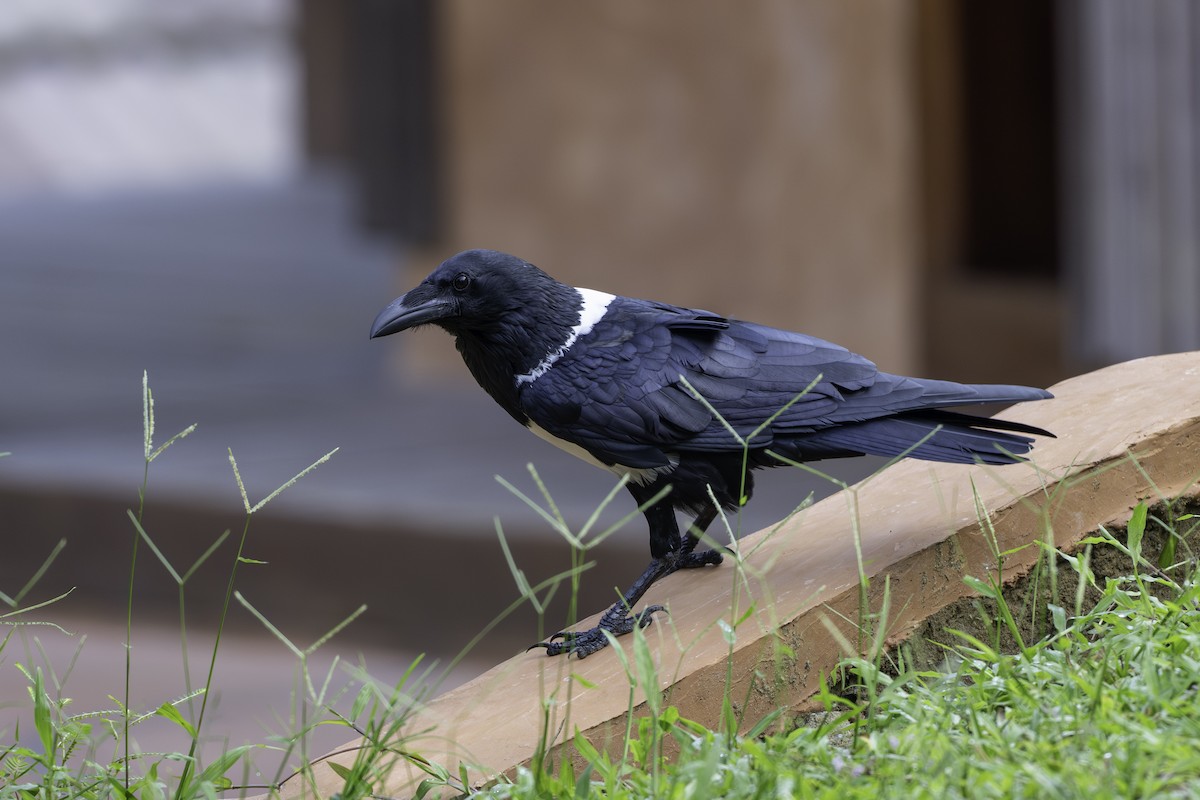 Pied Crow - ML646851252