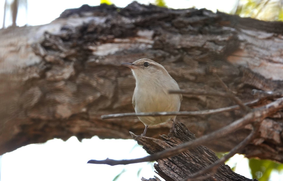 Bewick's Wren - ML646851255
