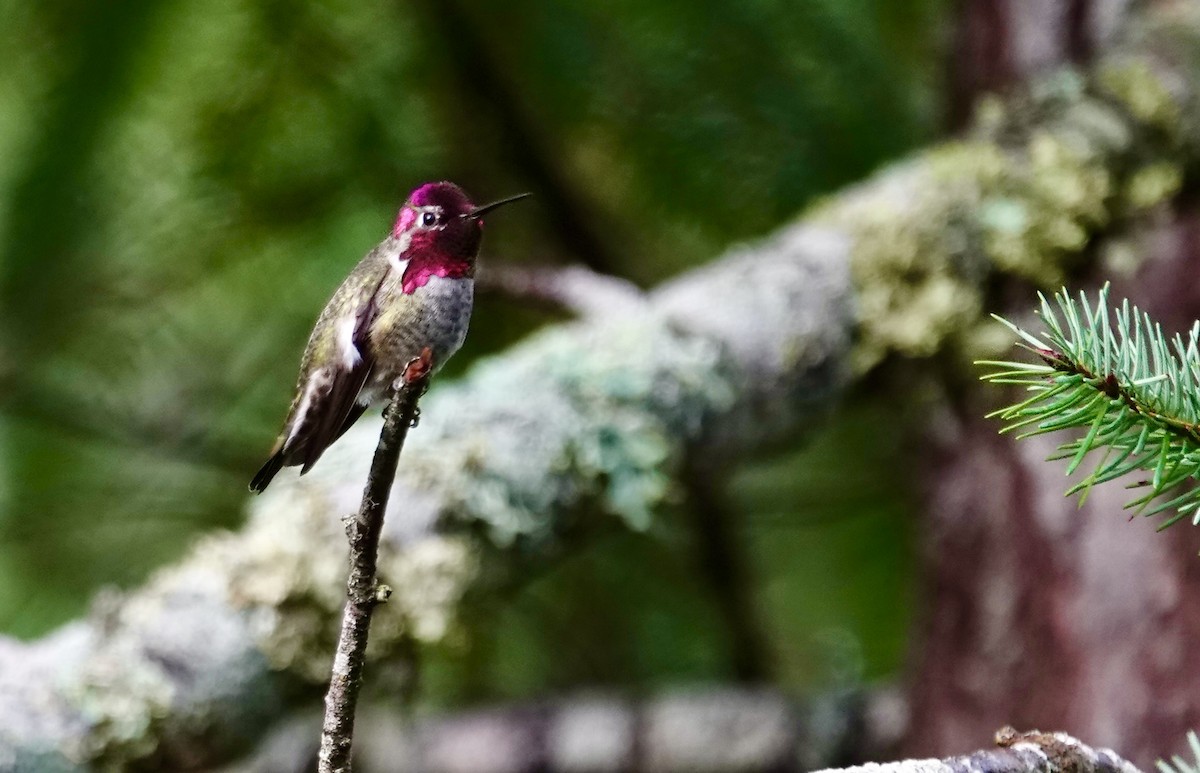 Anna's Hummingbird - ML646851257
