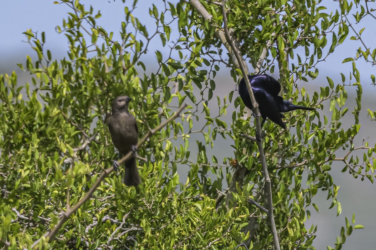 Shiny Cowbird - ML646851259