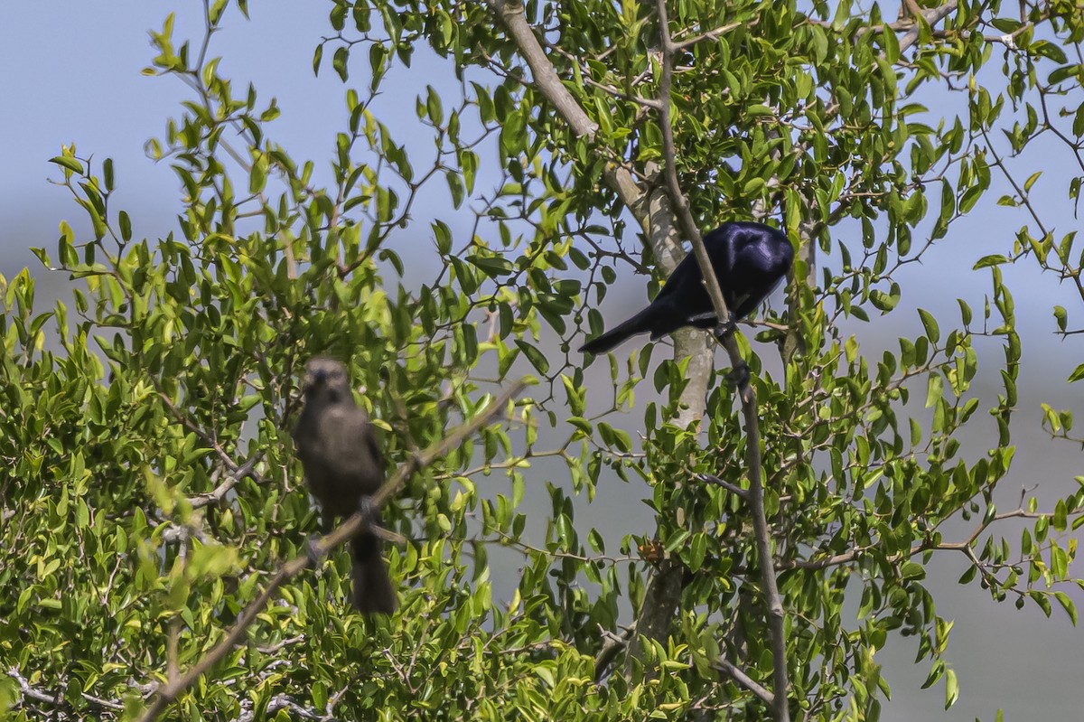 Shiny Cowbird - ML646851261