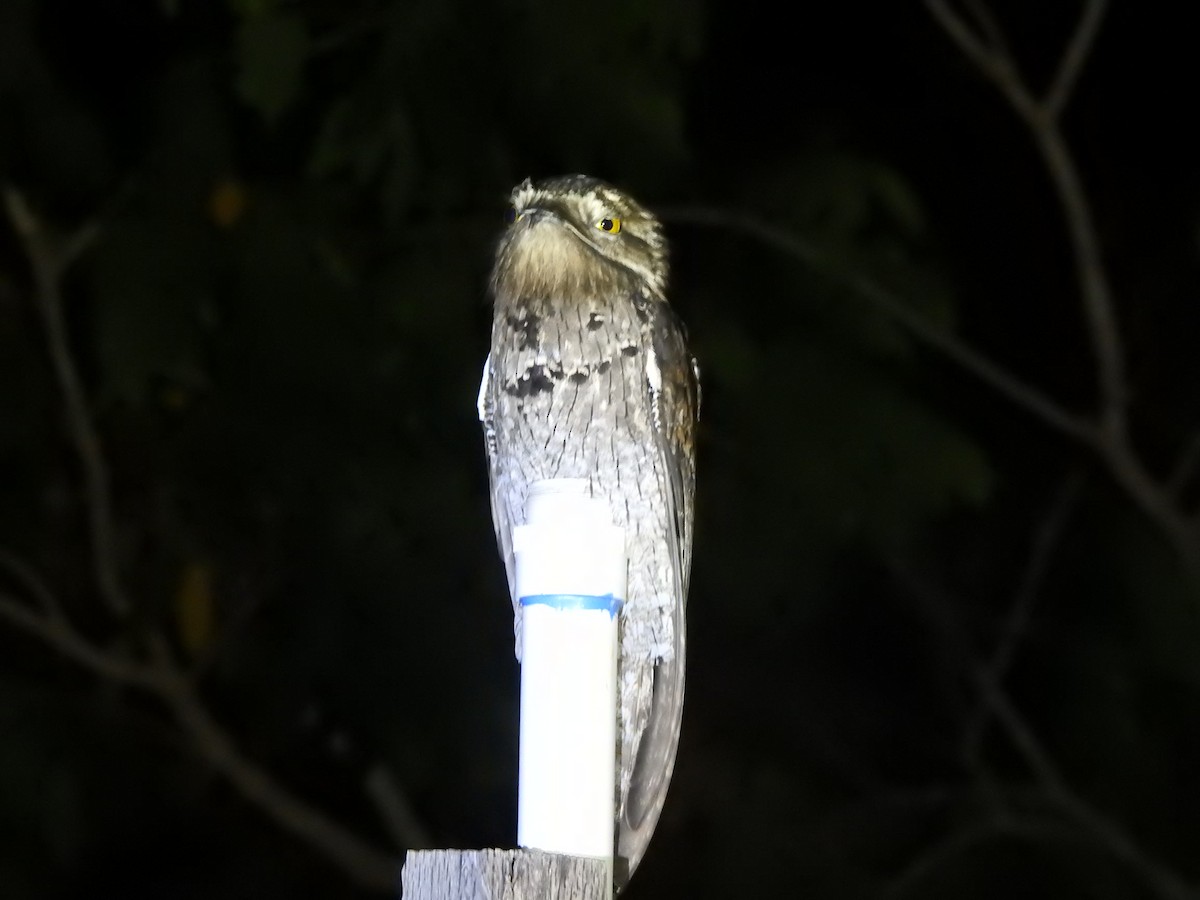 Mexikotagschläfer - ML646851267