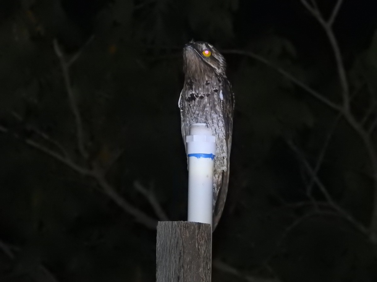 Northern Potoo - ML646851268