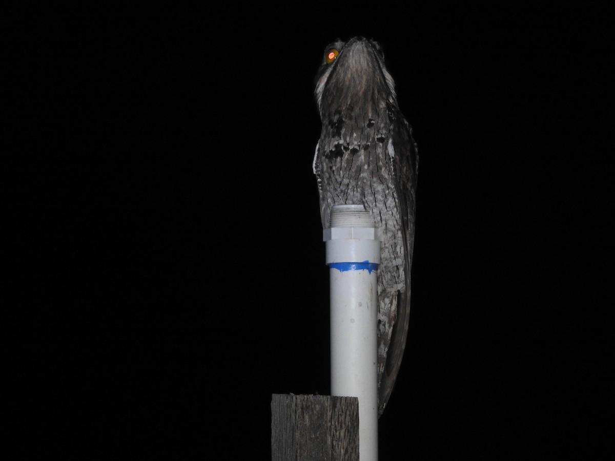 Mexikotagschläfer - ML646851269