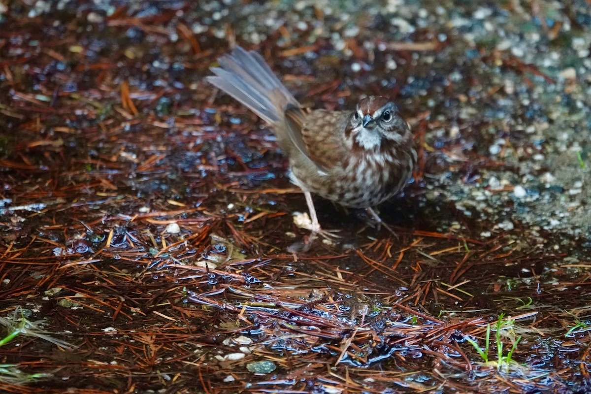 Song Sparrow - ML646851270