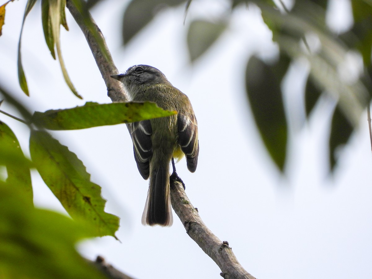 Sooty-headed Tyrannulet - ML646851272