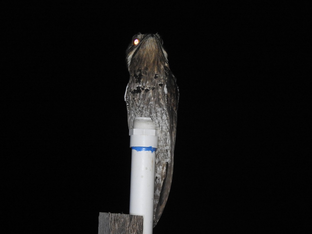 Northern Potoo - ML646851273