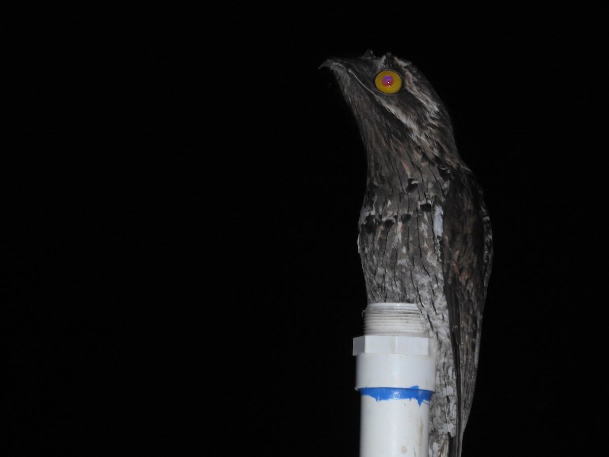 Northern Potoo - ML646851274
