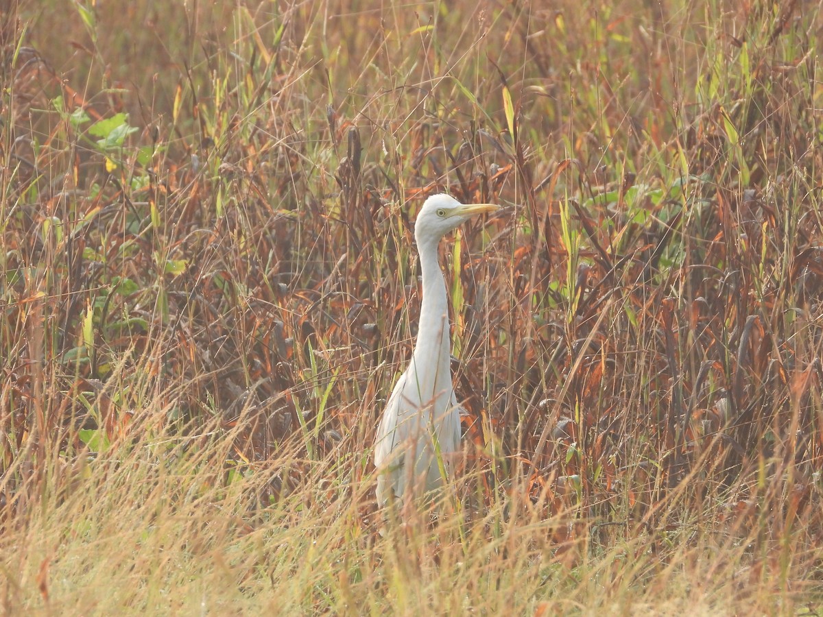 Eastern Cattle-Egret - ML646851276