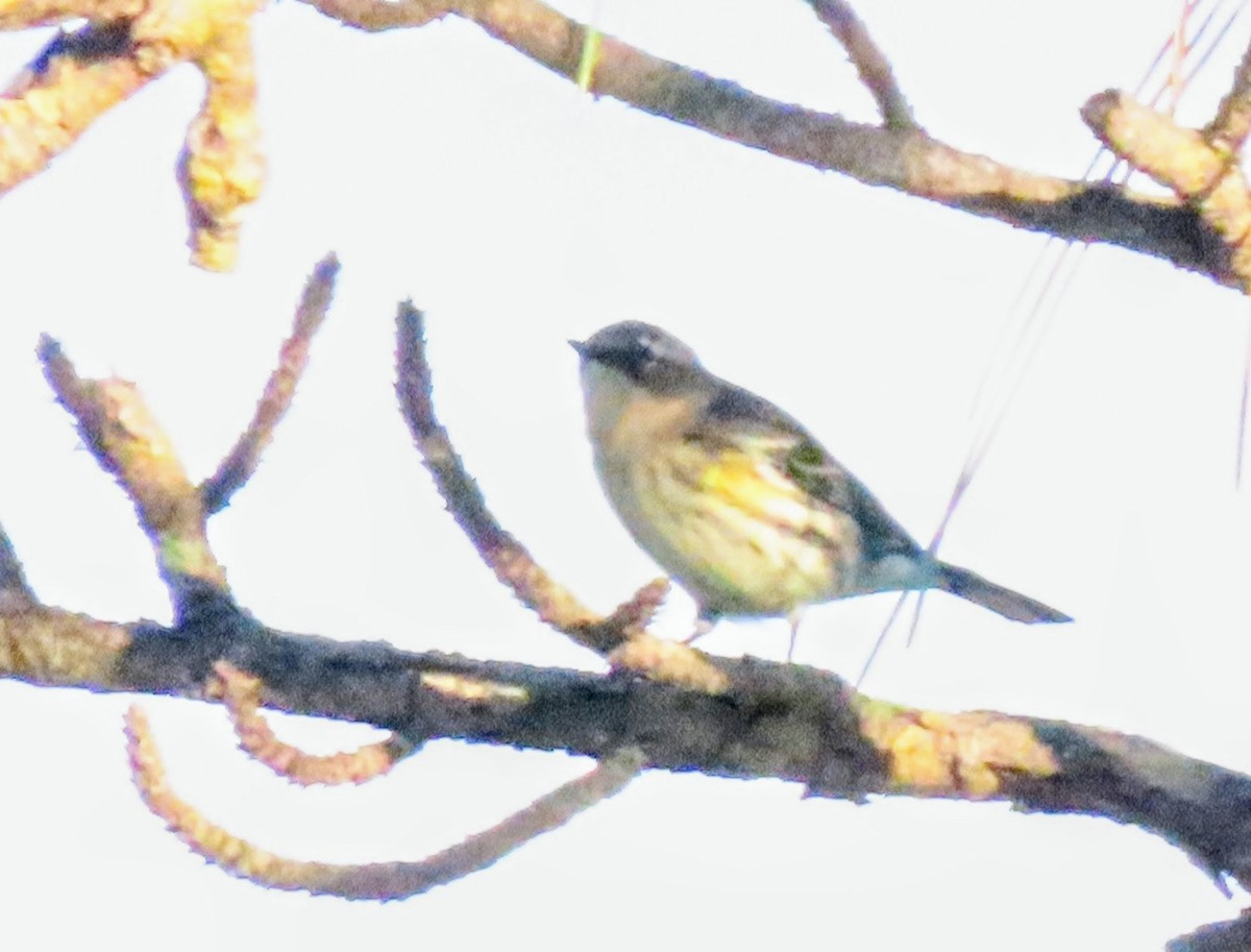 Пісняр-лісовик жовтогузий - ML646851280