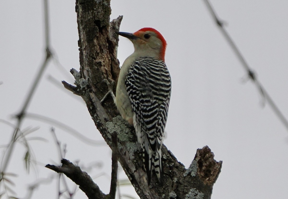 Red-bellied Woodpecker - ML646851282