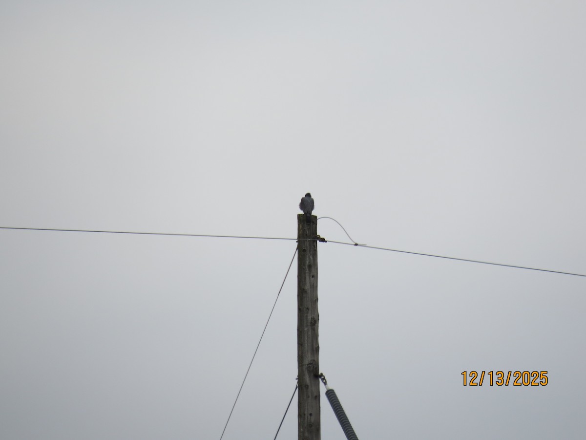 Peregrine Falcon - ML646851286