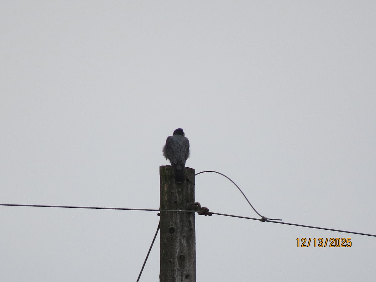 Peregrine Falcon - ML646851287