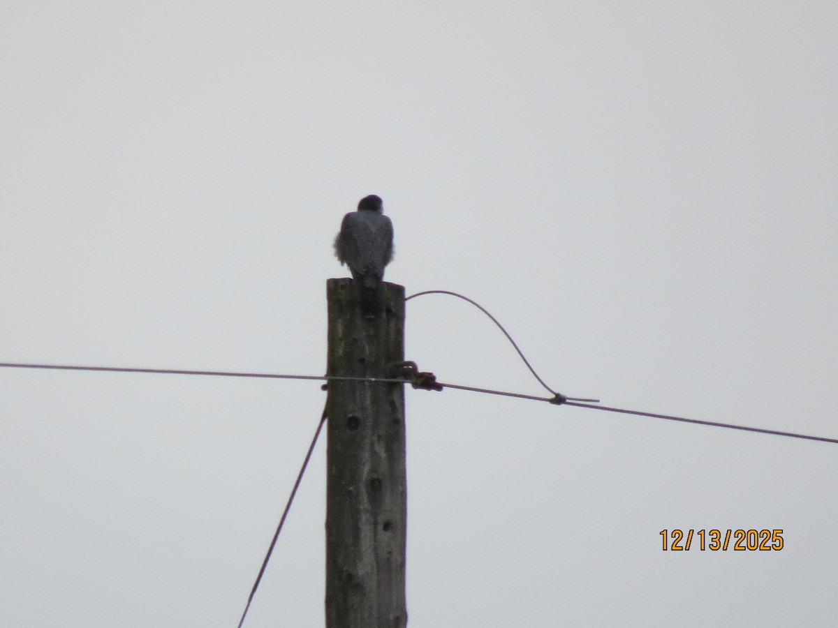 Peregrine Falcon - ML646851288