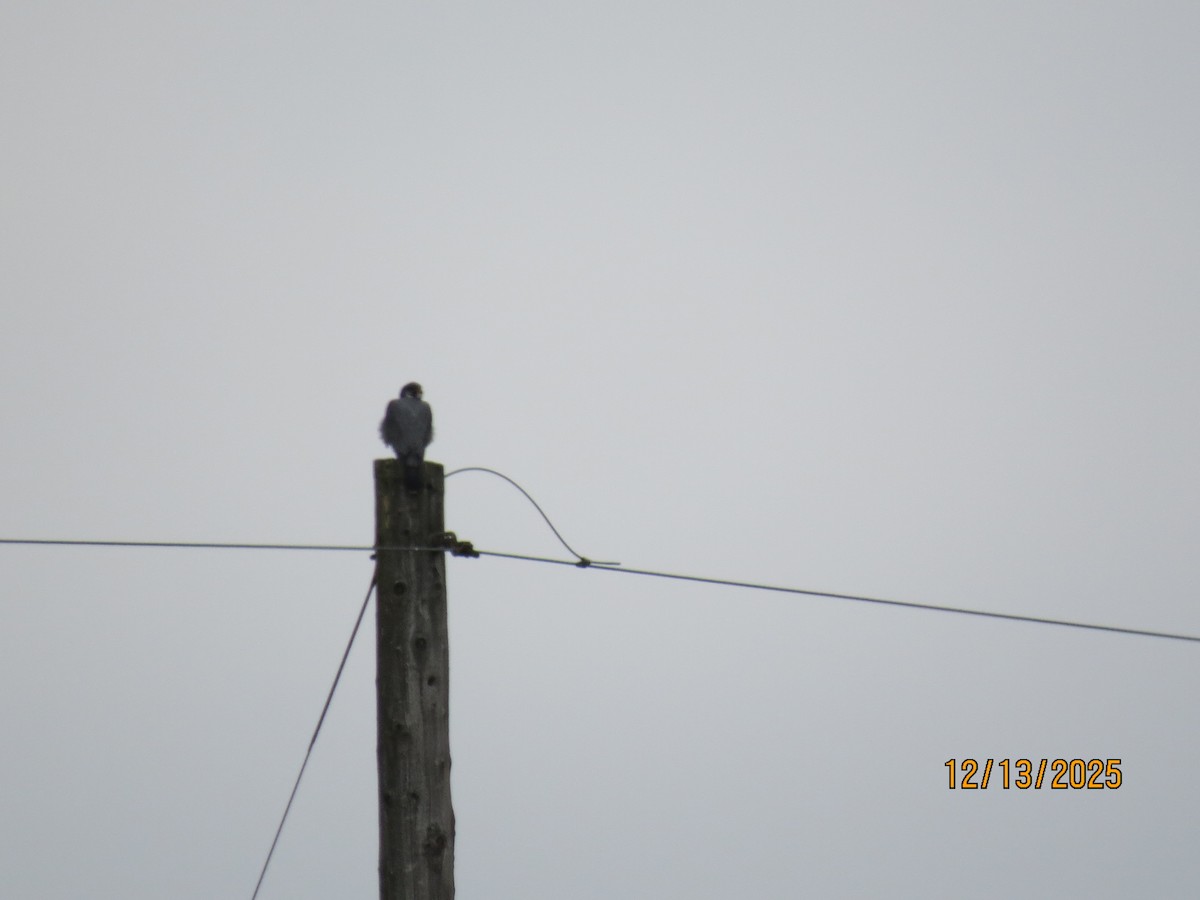 Peregrine Falcon - ML646851289