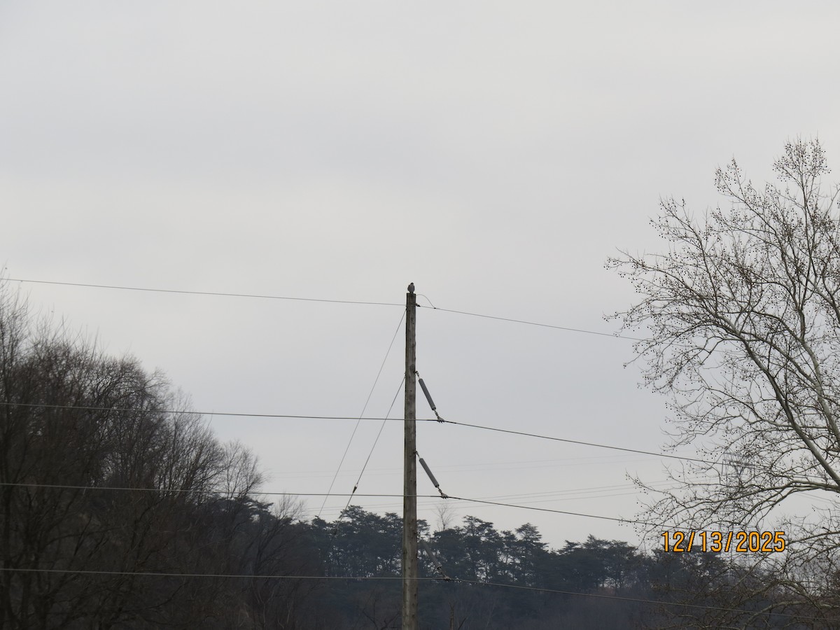 Peregrine Falcon - ML646851290