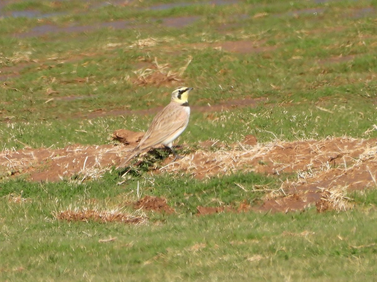 Horned Lark - ML646851295