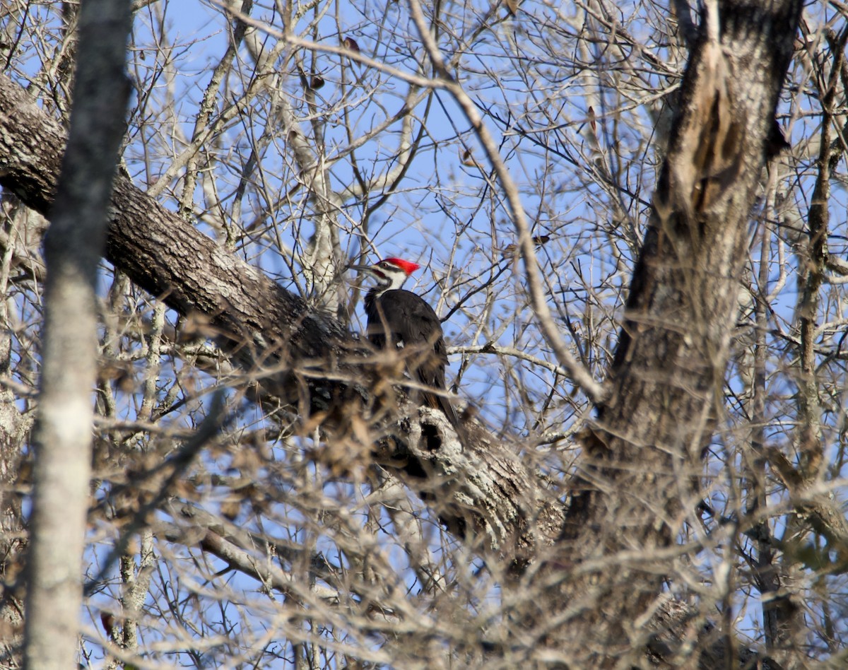 Pileated Woodpecker - ML646851299