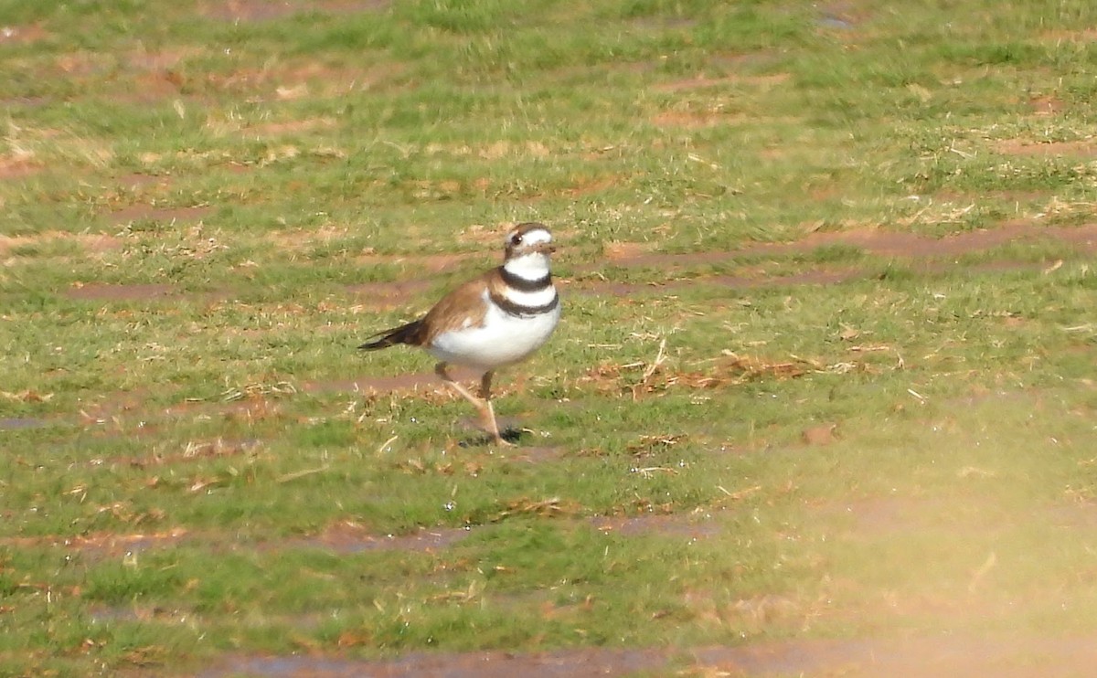 Killdeer - ML646851304