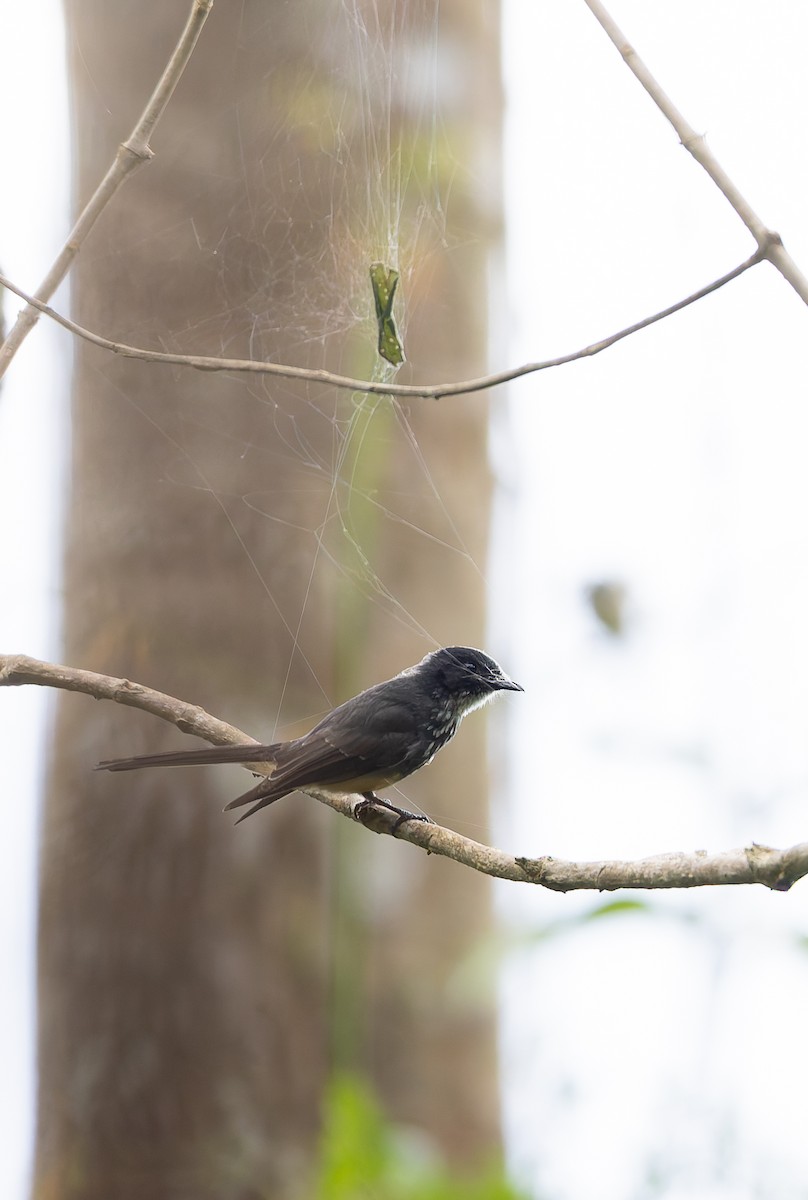 Northern Fantail (Buru) - ML646851308