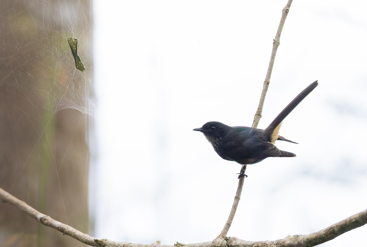 Northern Fantail (Buru) - ML646851309