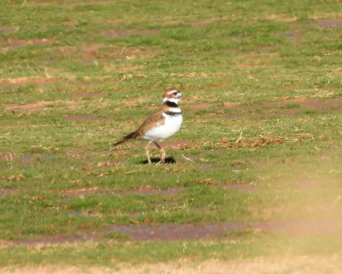 Killdeer - ML646851310